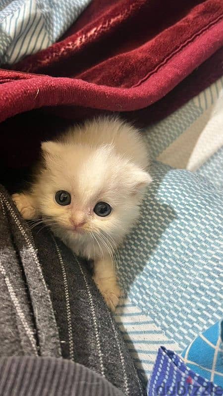 Scottish fold 3