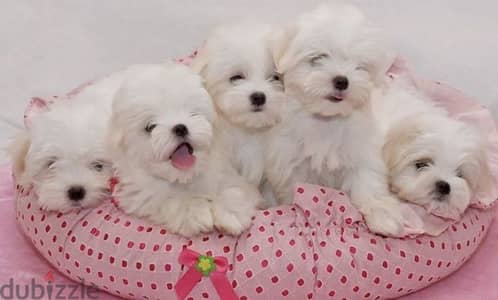 Small Fluffy Bichon Maltese Puppies Available/ dog كلاب