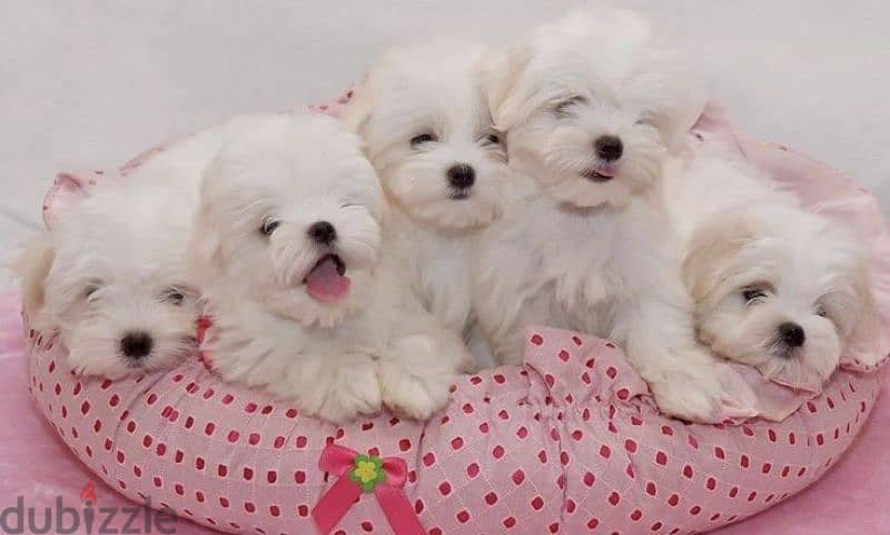 Small Fluffy Bichon Maltese Puppies Available/ dog كلاب 0