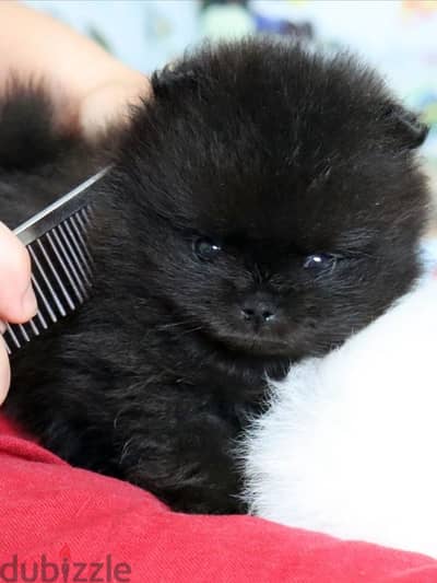 Teacup Pomeranian black