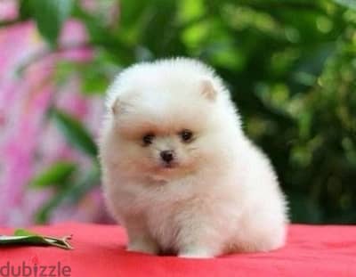 cream Pomeranian imported smallest teacup