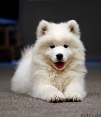 samoyed