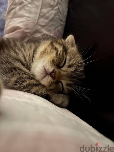 Scottish Fold Tiger