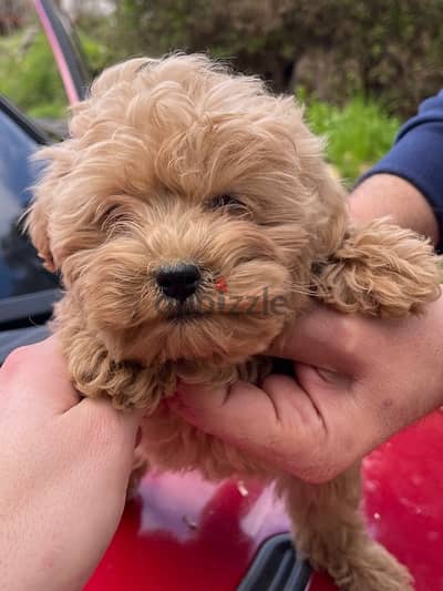 maltipoo female vaccinated 1 kg