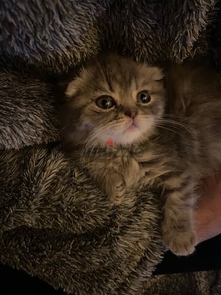 Scottish fold kitten 2