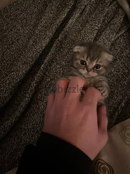 Scottish fold kitten 5