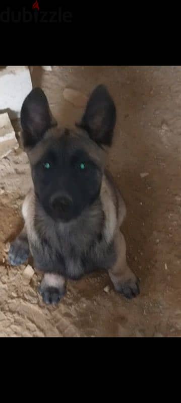 Malinois puppies for adoption 7