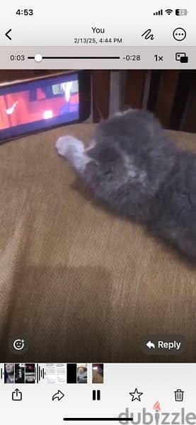 Scottish fold kitten 2