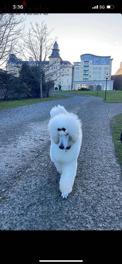 White Standard Poodle