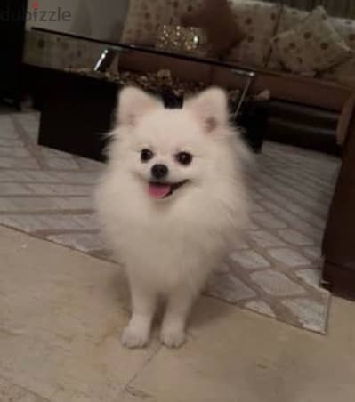 adorable pomerenian spita dog for sale