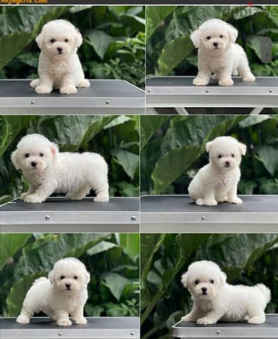 bichon maltais