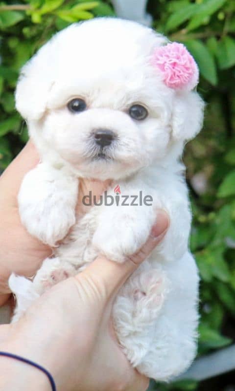 bichon maltais 1