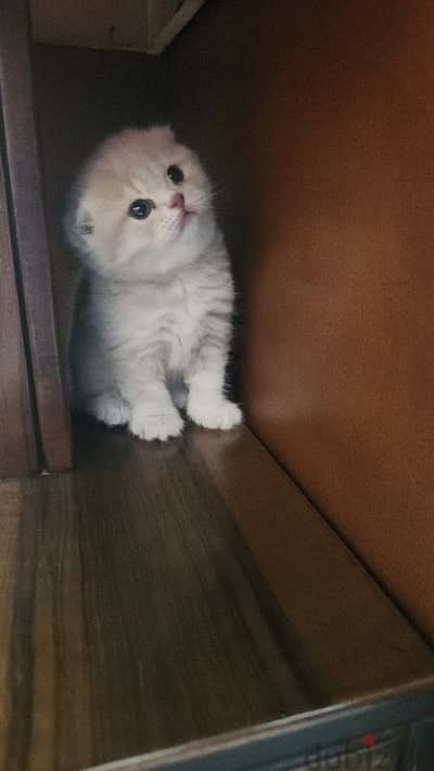 Gold and Gray Scottish fold