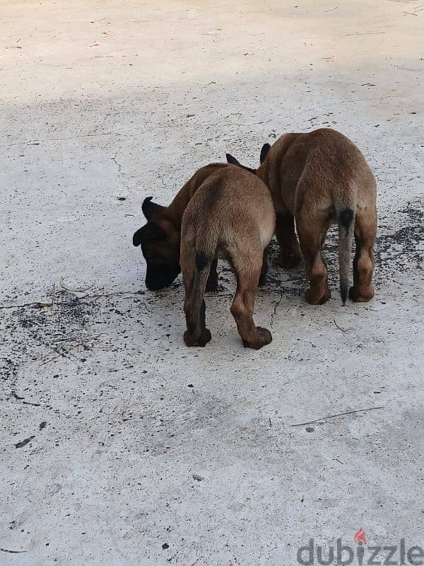 dutch shepard and malinous 1