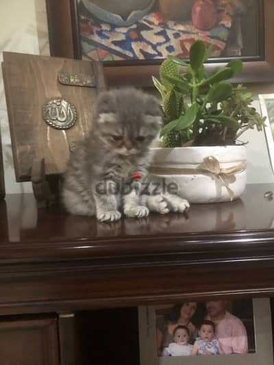 Scottish fold kitten