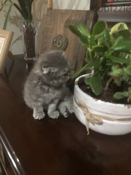 Scottish fold kitten 4