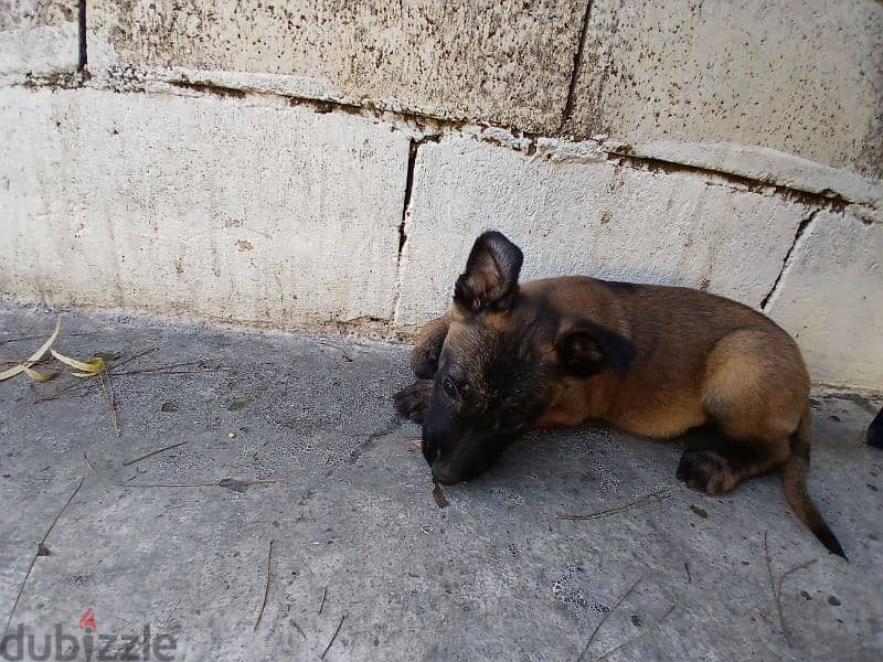 mallinios and dutch shepard 4