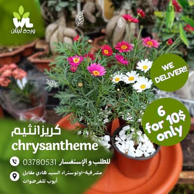 كريزانثيم |chrysantheme