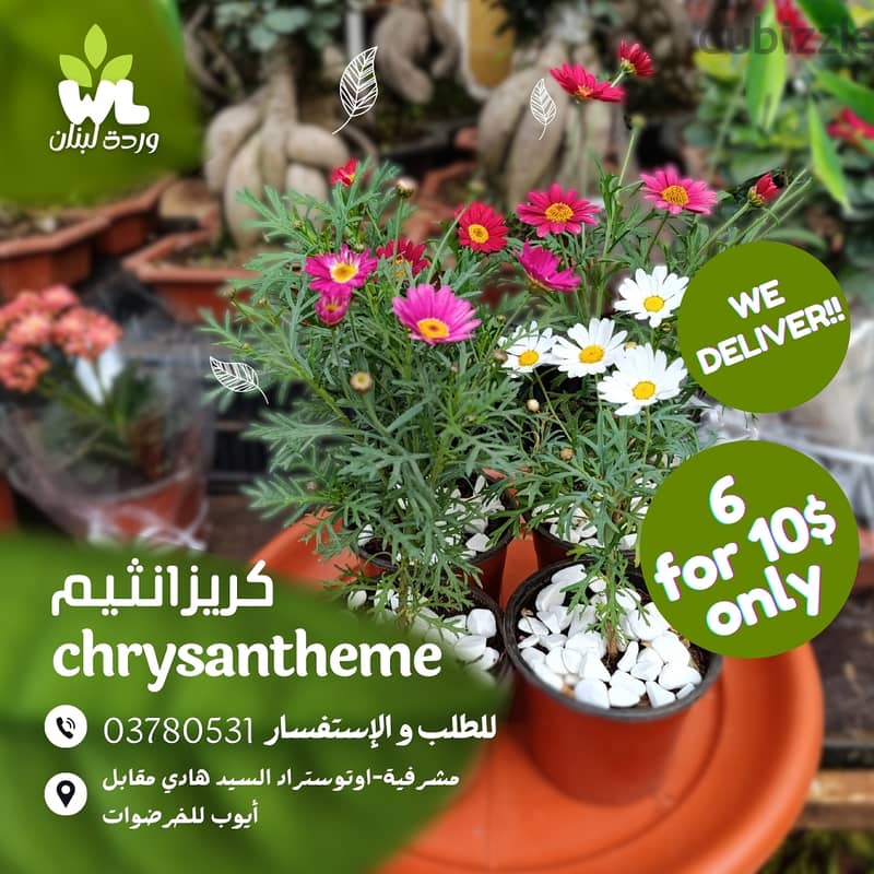 كريزانثيم |chrysantheme 0