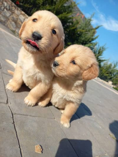 golden retriever puppies vaccinated