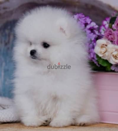 Pomeranian teacup