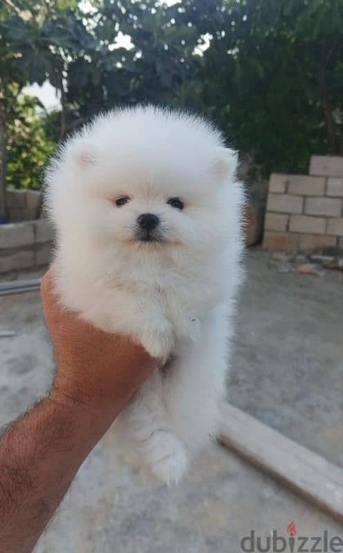 Pomeranian teacup 2