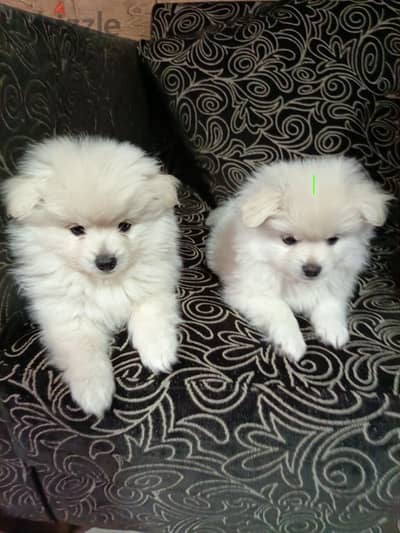 pomeranian spitz