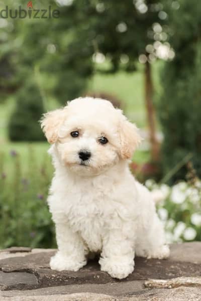 bichon for sale