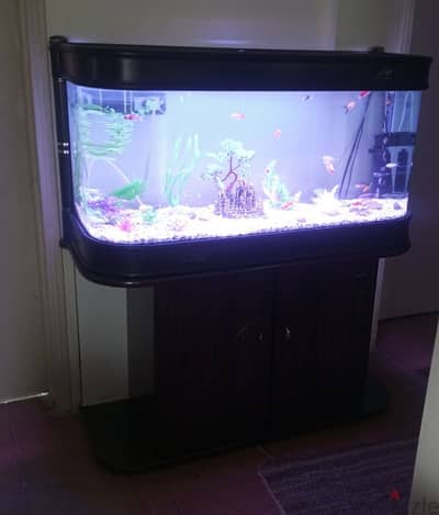 Big Freshwater Aquarium