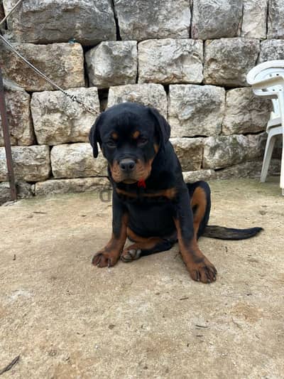 rottweiler Serbia blood champion