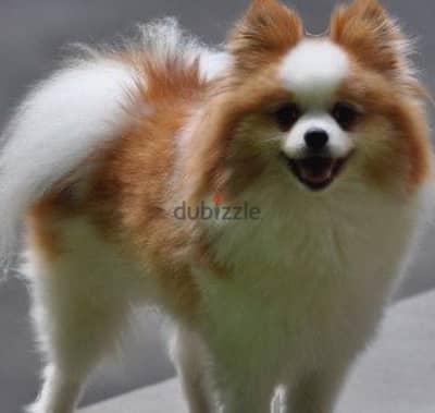 Pomeranian girl