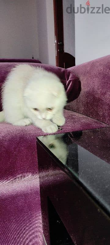 kitten one month old male Scottish fold  white very cute and healthy 5