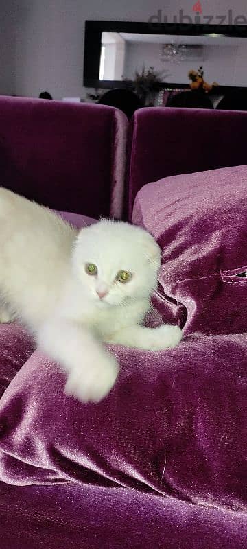 kitten one month old male Scottish fold  white very cute and healthy 4