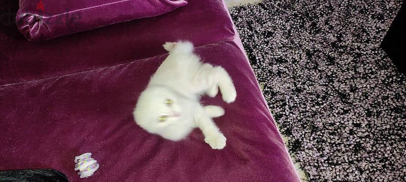 kitten one month old male Scottish fold  white very cute and healthy 6