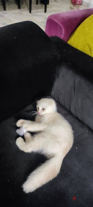 kitten one month old male Scottish fold  white very cute and healthy 7