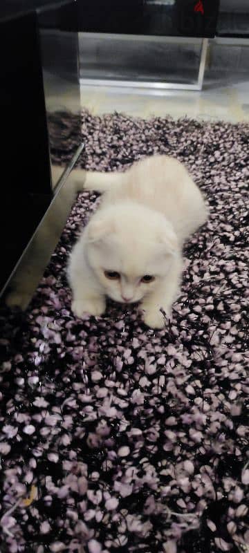 kitten one month old male Scottish fold  white very cute and healthy 8