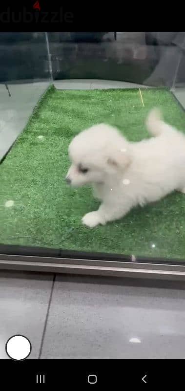 puppy Pomeranian