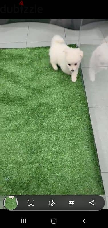 puppy Pomeranian 1