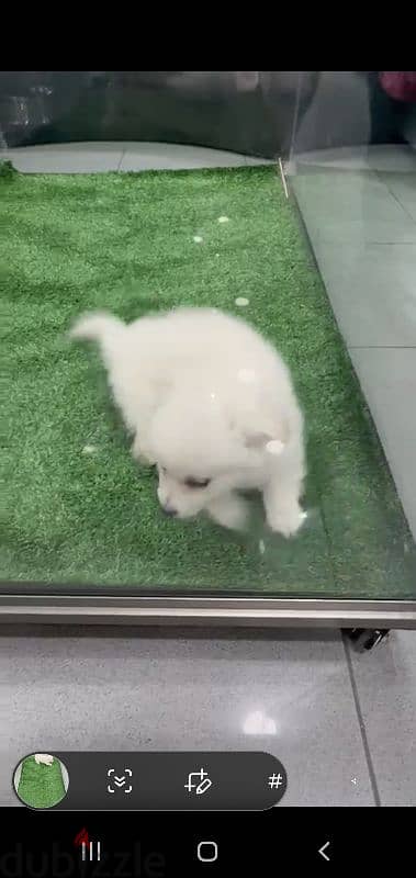 puppy Pomeranian 3