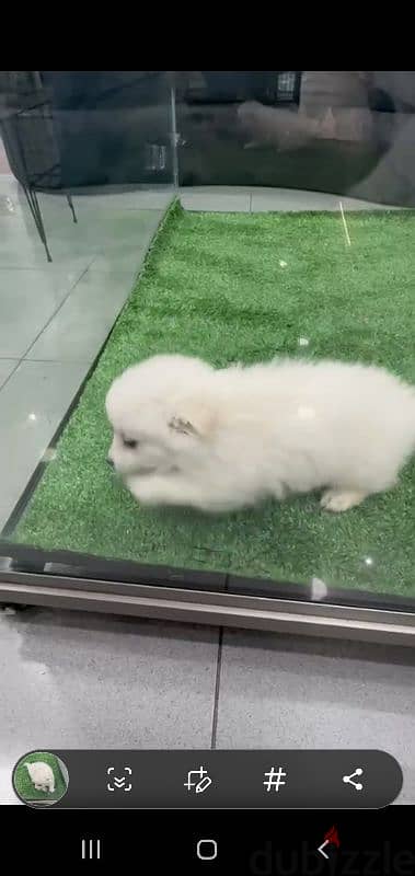 puppy Pomeranian 5