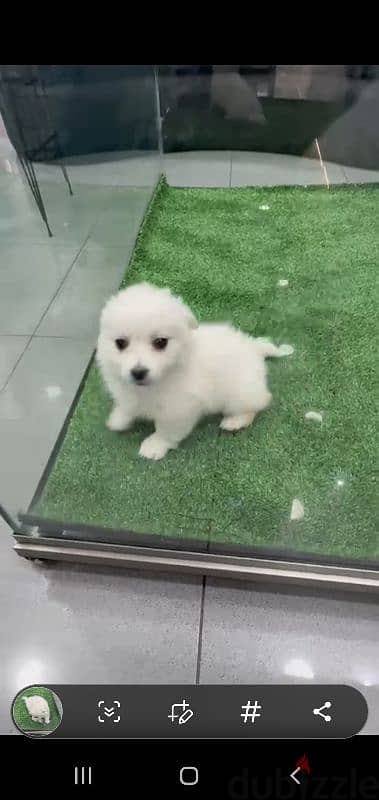 puppy Pomeranian 6