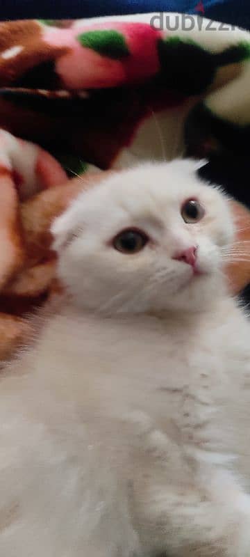 male Scottish fold  white very cute and healthy