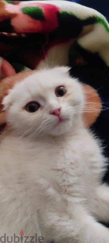 kitten one month old male Scottish fold  white very cute and healthy 1