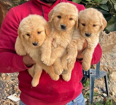 puppy golden retriever