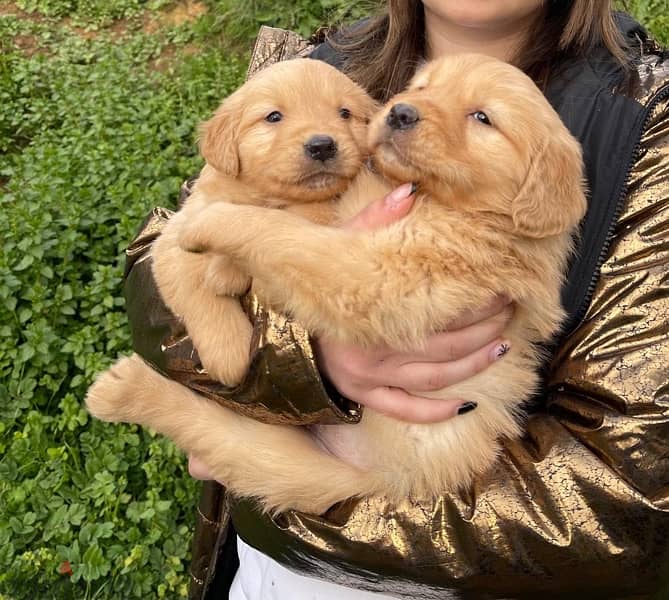 Golden Retriever Puppies 0