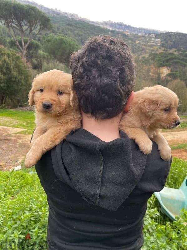 Golden Retriever Puppies 1