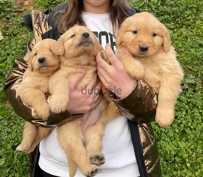 Golden Retriever Puppies 2