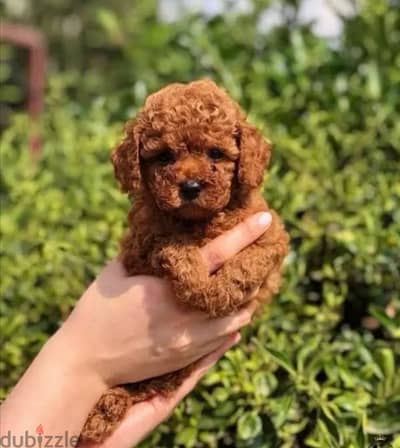 Cutest Toy Poodle red brown imported puppy available! Dog كلب Delivery