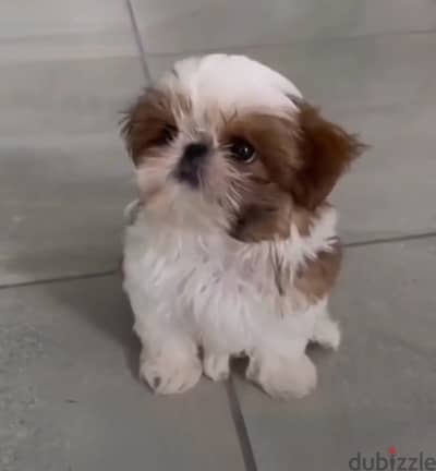 Fluffy & hypoallergenic ShihTzu cute puppy Imported,delivery, dog كلاب