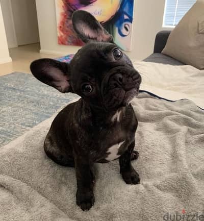 Unique French Bulldog Puppy brindle color high quality Dog كلاب